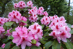Blueberry Ridge Garden